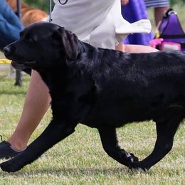 Labrador Retrievers from Double Dutch Labradors