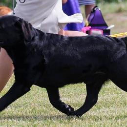 Labrador Retrievers from Double Dutch Labradors