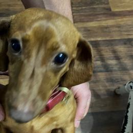 Red - Dachshund