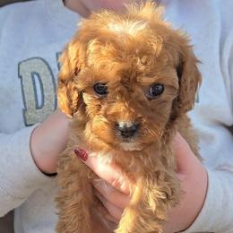 Pumpkin - Red male Cavapoo puppy in Blackfoot, Idaho from Rocky Desert Goldens and Cavaliers