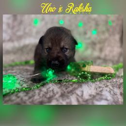 Yellow collar - Sable male German Shepherd puppy in Canterbury, Connecticut from Nachtwaechter German Shepherds, LLC