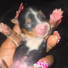 Boy 1 - Black tan and white male Biewer Terrier puppy in North Augusta, South Carolina from Tiny Paws Luxury Pets