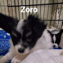 Papillon Puppies from Enchanting Papillons