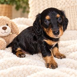 AKC - Ziggy - Black and tan male Dachshund puppy in Omaha, Nebraska from Colorful Dachshunds