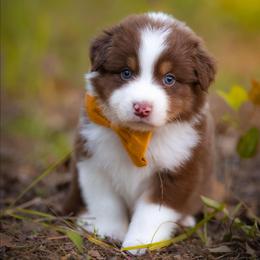 Summit - Red tri-color male Australian Shepherd puppy in Georgetown, Texas from River Reign Australian Shepherds