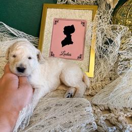 Earth - White female Poodle puppy in Greenwich, New York from MizzElle’s Standard Poodles