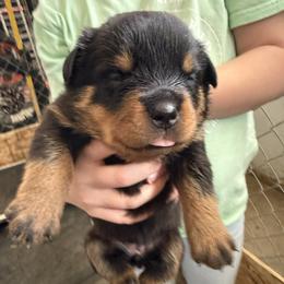 Lizzo - Black and tan female Rottweiler puppy in Mcminnville, Oregon from JHB Rottweilers
