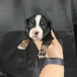 Clyde - Black tri male Miniature Australian Shepherd puppy in Liberty, Mississippi from Liberty Oaks Aussies and Dachshunds