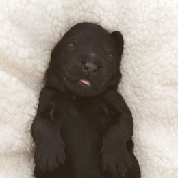 Bernedoodles and Goldendoodles from Desert Ridge Doodles