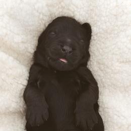 Bernedoodles and Goldendoodles from Desert Ridge Doodles
