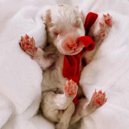 Frosty - Parti male Goldendoodle puppy in Lakeland, Florida from Rolling Oak Doodles