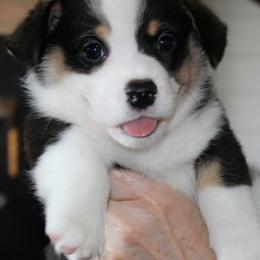 Pembroke Welsh Corgi Puppies from Rhone River Farm Pembroke Welsh Corgis