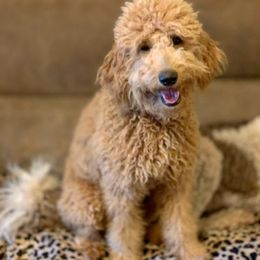 Gigi - Goldendoodle