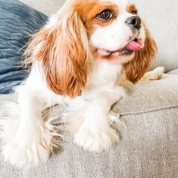Cavalier King Charles Spaniel and Golden Retriever All Grown Up from SelahGold