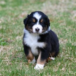 Boy 1 - Black tri-color male Australian Shepherd puppy in Rochester, Massachusetts from Clover Creek Aussies