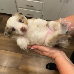 Lexus - Red merle female Miniature Australian Shepherd puppy in Marysville, Washington from Garay Mini Aussies