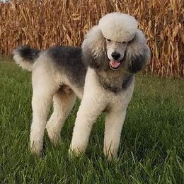 Brodi - Poodle