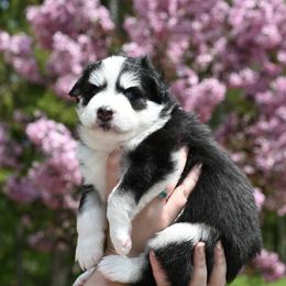 "Grapenuts" - Black and white Pomsky puppy in Wisconsin from Sugar Maple Pomskies