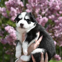 "Grapenuts" - Black and white Pomsky puppy in Wisconsin from Sugar Maple Pomskies
