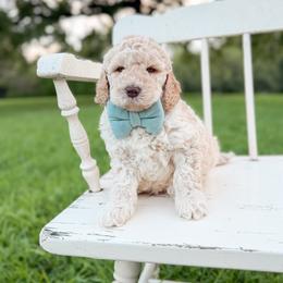 Jack - Cream male Goldendoodle puppy in Ooltewah, Tennessee from Allison Family Doodles