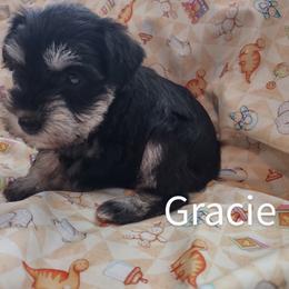 Miniature Schnauzer Puppies from Shenandoah Schnauzers