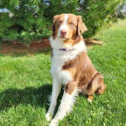 Kitts-Service Dog in Training - Red tri-color male Australian Shepherd puppy in Pittsville, Wisconsin from Match Dot Pup