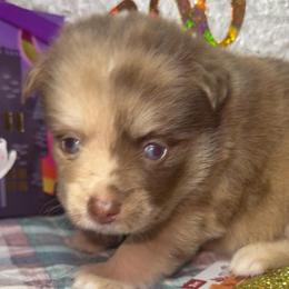 Layla - Merle female Pomsky puppy in Spring Hill, Florida from PDQ Pomskies