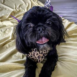 Kenya - Shih Tzu