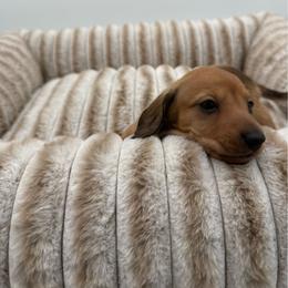 Cashew - Cream male Dachshund puppy in Corona, California from ChezBeale