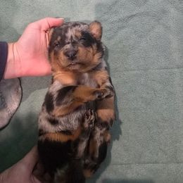 Purple - Harlequin female Beauceron puppy in Batavia, New York from Oakland Beaucerons