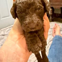 Eli - Brown male Poodle puppy in Piqua, Kansas from Legacy Farms Standard Poodles