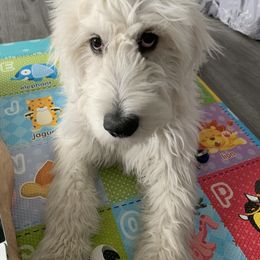 Cavapoo, Goldendoodle, and Poodle All Grown Up from Alpine Poodle and Doodle