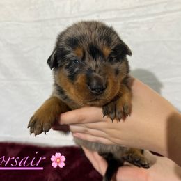 Corsair (Light pink collar) - Harlequin female Beauceron puppy in Waller, Texas from Côté Obscur