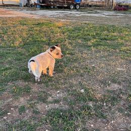 Boy 1 - Blue speckled male Australian Cattle Dog puppy in Valley Mills, Texas from Bottoms Up Cattle Dogs