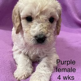Labradoodle Puppies from Doodle Bug Love