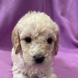Labradoodle Puppies from Doodle Bug Love