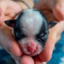 Roderick- Orange Collar - Black and white male Shorkie puppy in Troy, Ohio from Ever After Tails