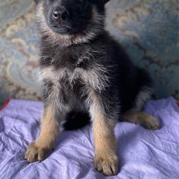 Purple collar girl - Black and red female German Shepherd puppy in Coleta, Illinois from Four Leaf Farm- Vom Vierblättriges Bauernhof