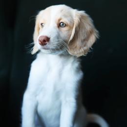 Edward - male Aussiedoodle puppy in Redding, California from Farmstead Doodles
