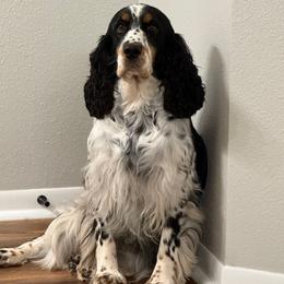 Ridley - English Springer Spaniel