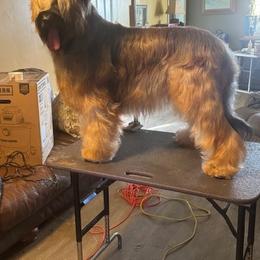 Nova - Briard