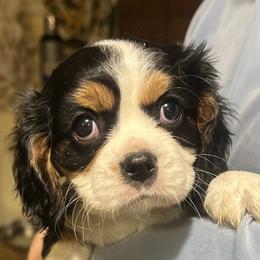 Mini - Tri-color female Cavalier King Charles Spaniel puppy in Burke, New York from Patti’s Puppies