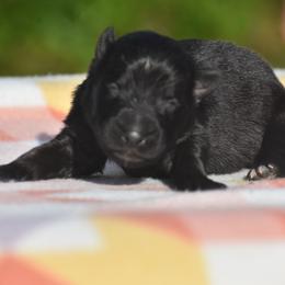 Orange collar Male - Black male German Shepherd puppy in Marianna, Florida from Haus M Godwin