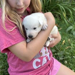 Willow - White female German Shepherd puppy in Perkasie, Pennsylvania from Twila Ruth Herot