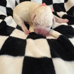 Girl 2 - female Boxer puppy in Perris, California from Ultra Paws Plus