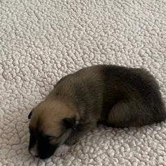 Icelandic Sheepdog Puppies from Paula Sanderson's Icelandic Sheepdogs