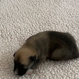 Icelandic Sheepdog Puppies from Paula Sanderson's Icelandic Sheepdogs