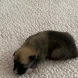 Icelandic Sheepdog Puppies from Paula Sanderson's Icelandic Sheepdogs