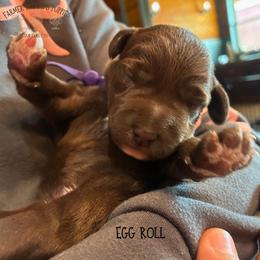 Egg Roll - Brown female Schnoodle puppy in Sedalia, Missouri from Farmer Brown's Puppies