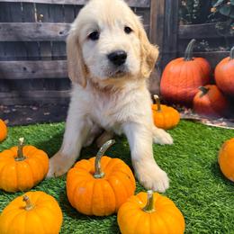 Boy 2 (Nikon) (brown collar) - Light golden male Golden Retriever puppy in Hubbard, Ohio from Whickering Pines Golden Retrievers